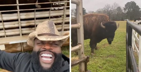 Rick Ross's buffaloes Have Escaped The Mansion & Are Wrecking Havoc [VIDEO]